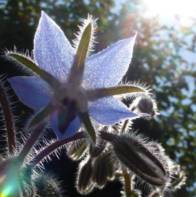 Un jour pour les fleurs