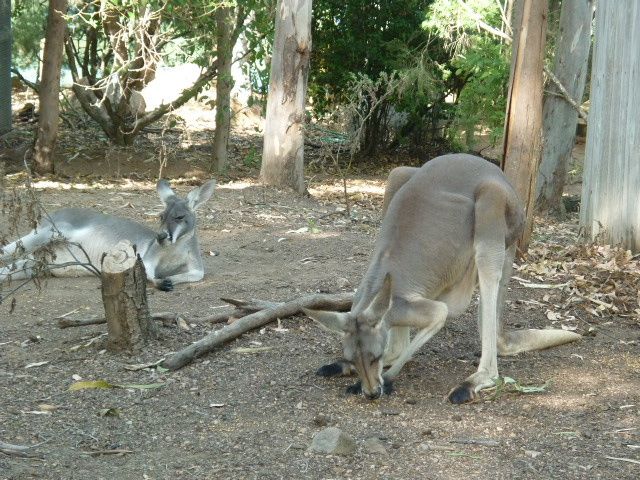 Album - 20.Australie-East-Coast