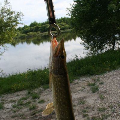 Carnage de brochet