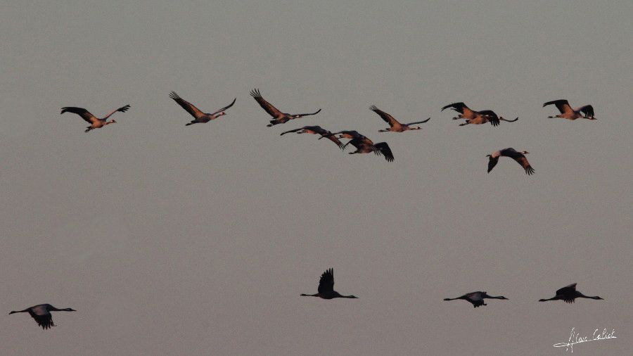 Grues cendrées