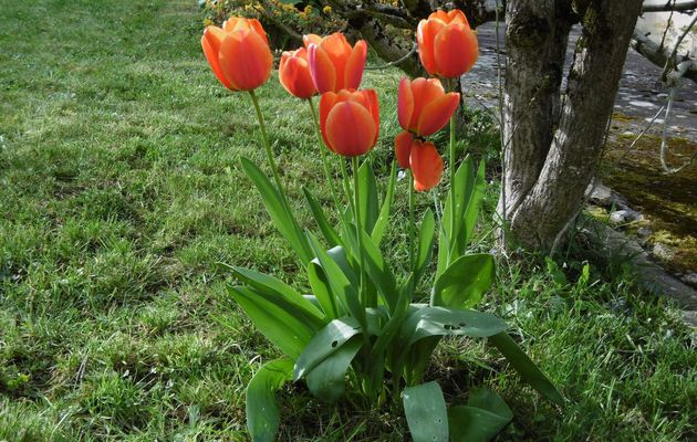 DES TULIPES PLUS NOMBREUSES QUE D'HABITUDE