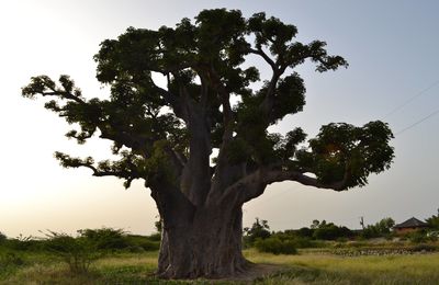 VOYAGE AU SENEGAL