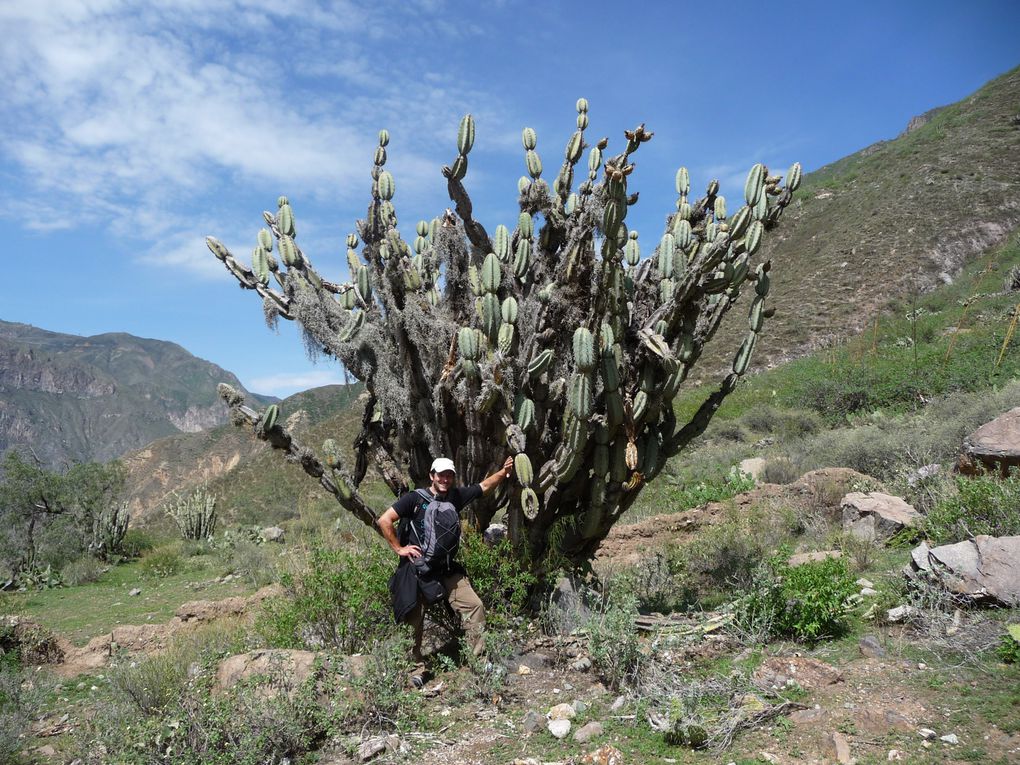 Album - 43.Canyon de Colca (Perou-Janvier)