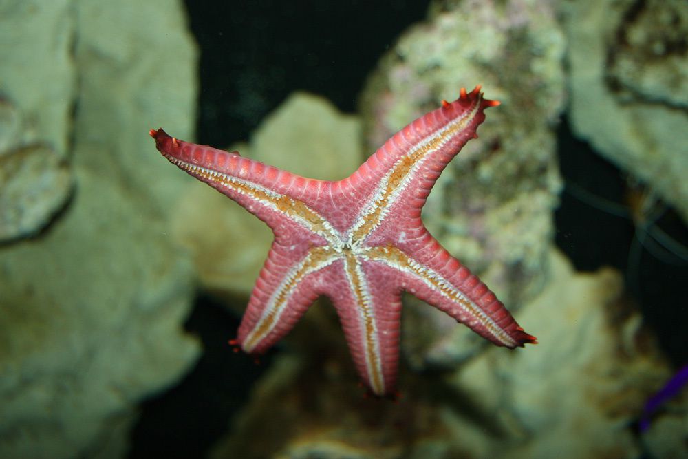 Visite de l'Océarium du Croisic Loire Atlantique