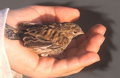 L'Homme et l'Oiseau, Allégorie de l'Amour.