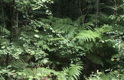 Balade dans la forêt 🌳 