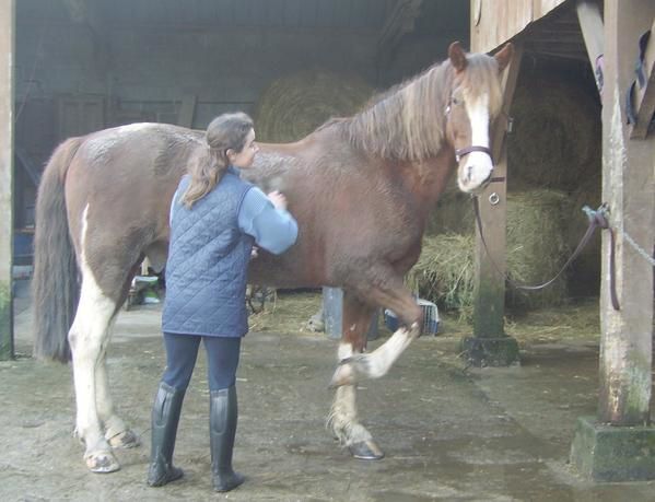 Un cheval au pré, les copains chevaux et poulains, l'alimentation, les balades, la gadoue... la belle vie quoi!