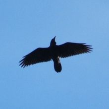 une photo de corbeau