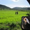 A travers les champs de riz