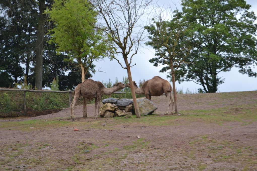 29 Juin 2014, sortie familiale de la GEA au parc Pairi Daiza à Brugelette (Belgique)