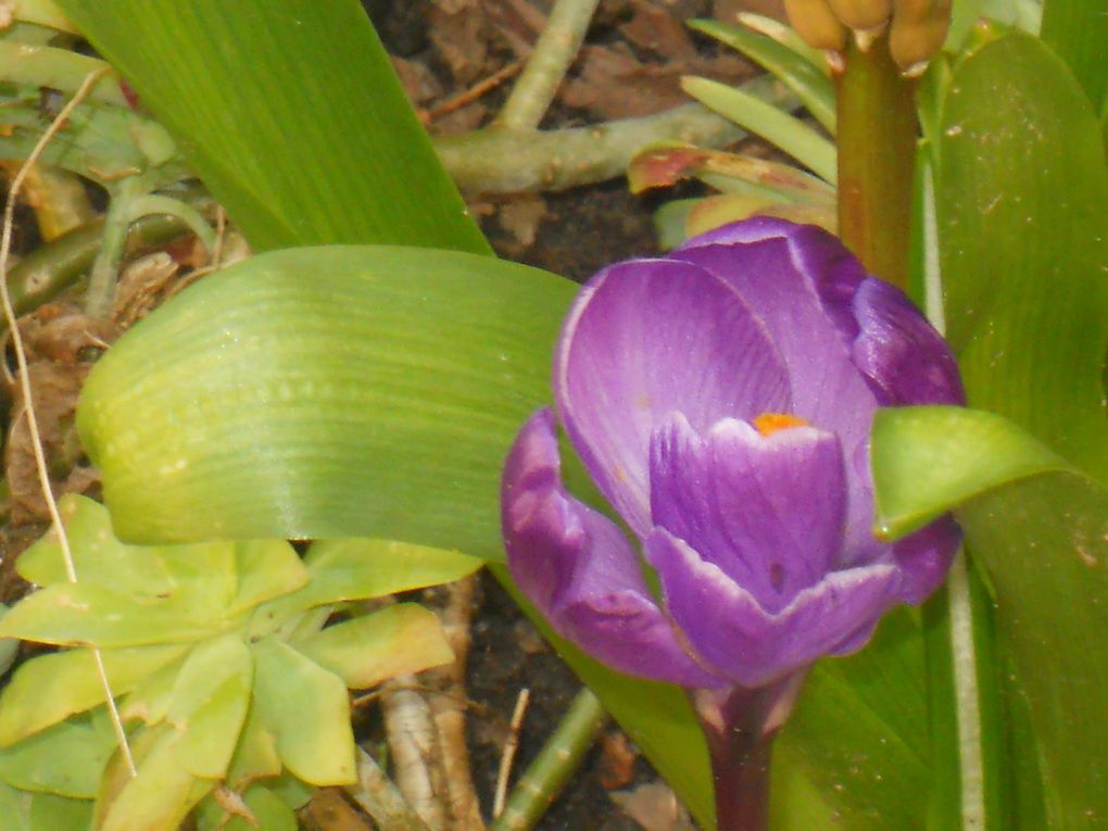 Album - LES-FLEURS-DE-MON-JARDIN