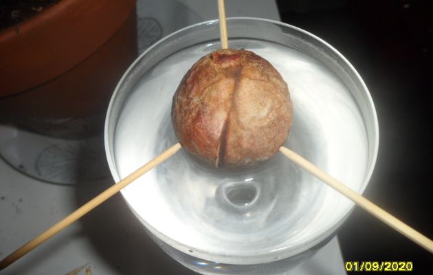Avocat N°HAS16 - Septembre 2020