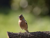 Pinson des arbres ...dans mon jardin ( Février 2025) Finistère-Bretagne-France