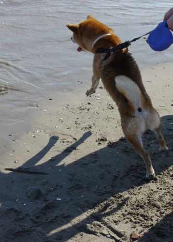 SHIBA INU YOSHI ET CHIEN FINNOIS DE LAPONIE LAPINKOIRA JINA