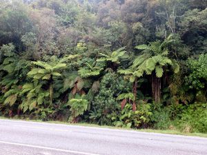 Haast-les glaciers-Panakaiki