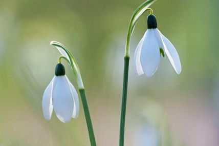 Premiers perce-neige