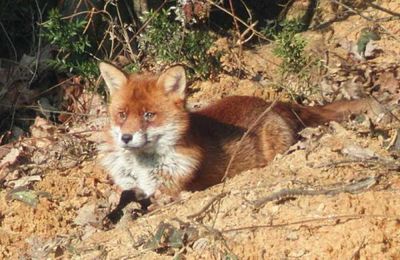 Reportage: Le renard roux, polaire, et le fennec