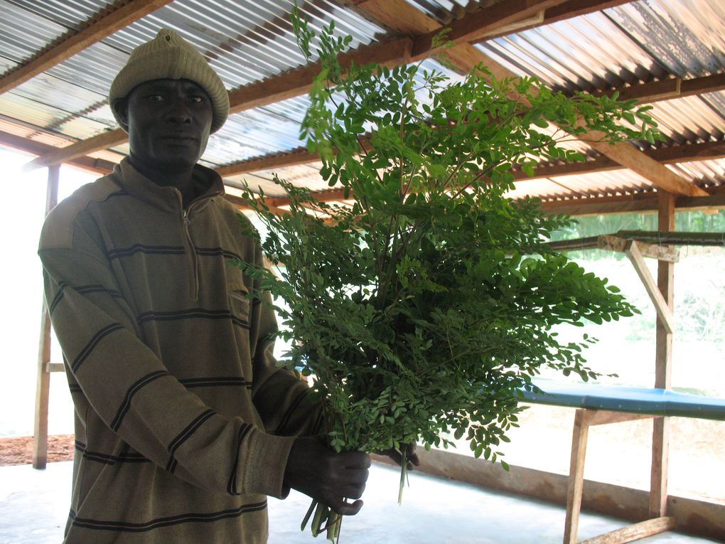 Première récolte des feuilles de Moringa