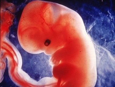 PMA, GPA : la marchandisation idéologique de l’être humain…  