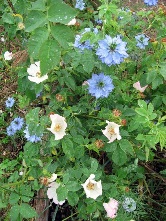 Les plantes et fleurs de mon jardin