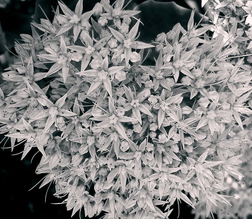 Photos monochromes qui font ressortir le côté graphique des plantes succulentes.