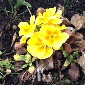 Le printemps est là ! La preuve en images... - Le blog botanique de Nanie, petit à petit : un micro jardin urbain en expérimentation