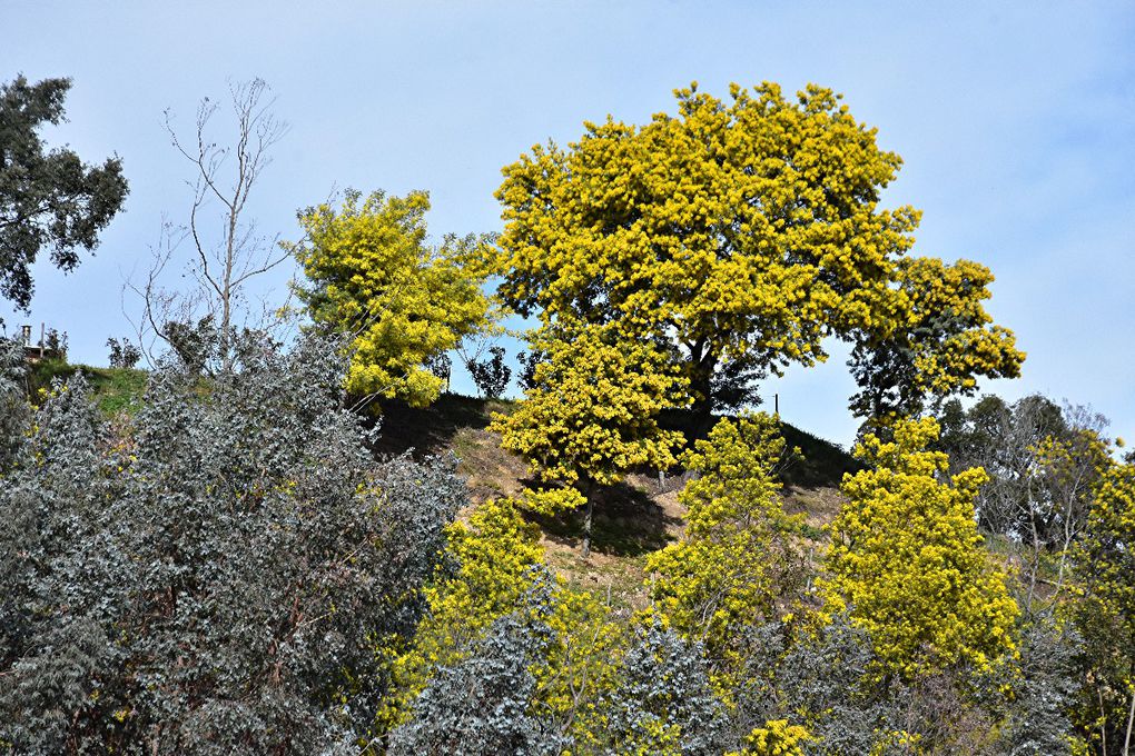 SUR LA ROUTE DU MIMOSA: GRASSE-MANDELIEU