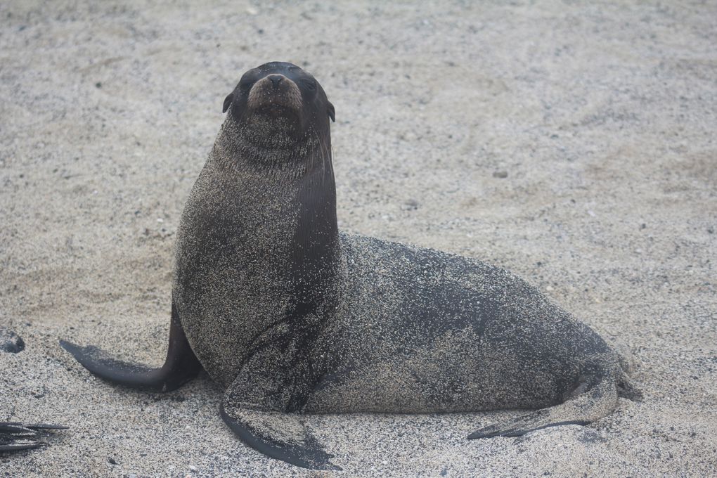 Album - galapagos