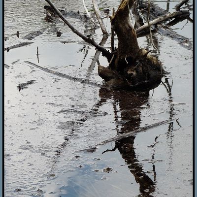 Photo : bois dans l'eau et reflet