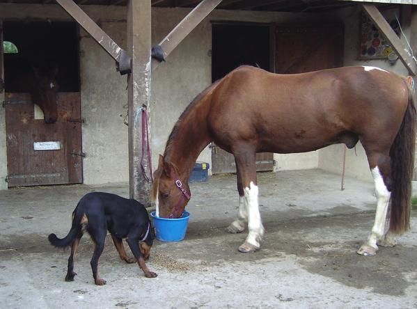 Un cheval au pré, les copains chevaux et poulains, l'alimentation, les balades, la gadoue... la belle vie quoi!