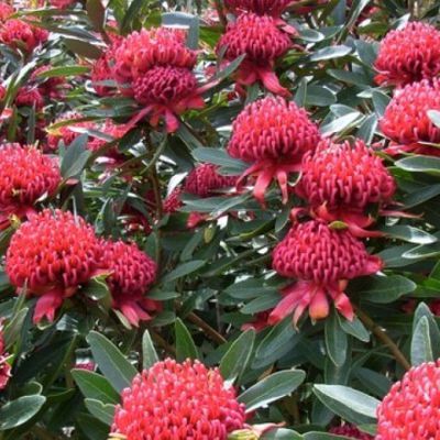 Waratah