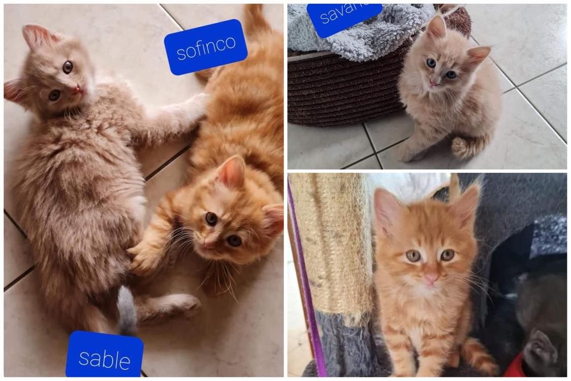 Chatons Males De 2 3 Mois A L Adoption Adoptes Le Blog De Cha Mania
