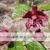 Sinocalycalycanthus raulstonii ' Hartlage Wine'