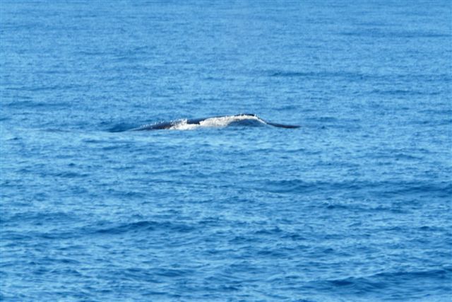 Un dimanche ensoleillé passé en compagnie de Fabien, Sophie, Linda, Stéphane et Salma ... à la rencontre des baleines.