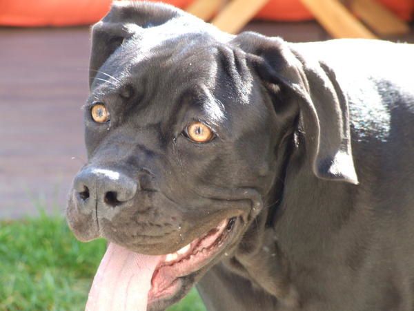 Cléa du royaume des sphynx - blog cane corso