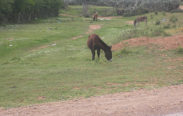 Animaux Maroc...