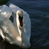 LE CYGNE