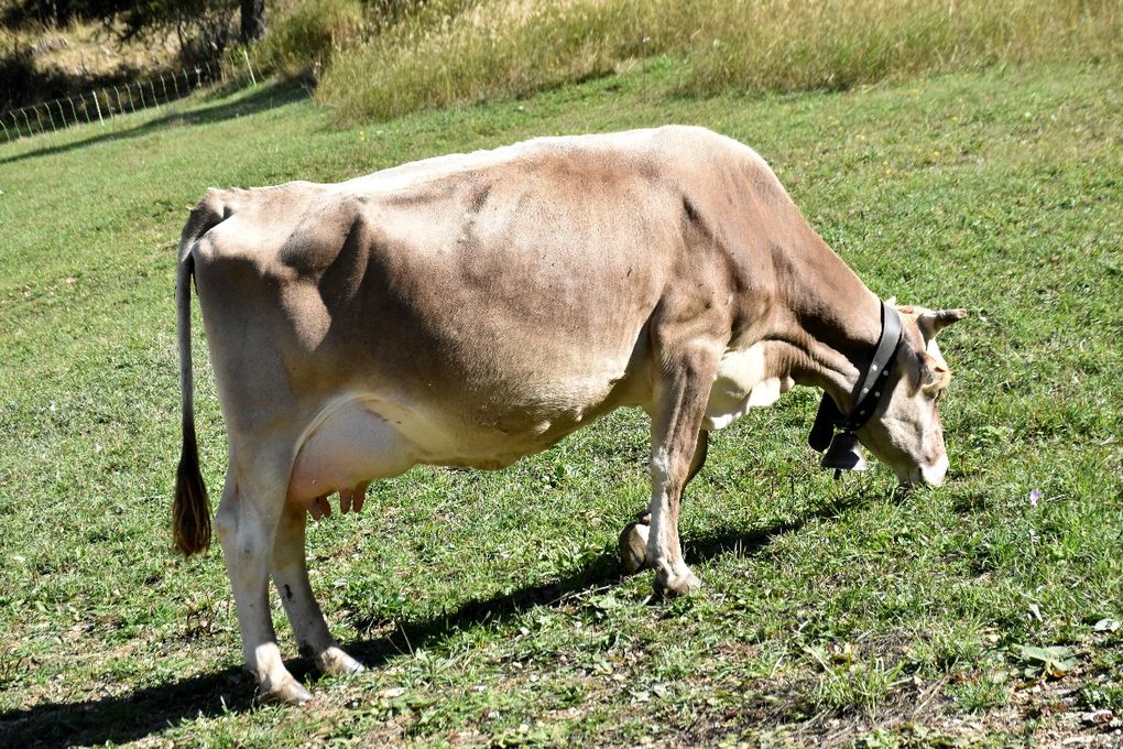 TRANSHUMANCE DANS LES ALPES MARITIMES (2)