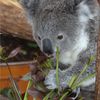 Koala du Queensland