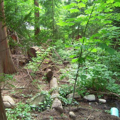 Concert de Xavier Rudd (Première partie: Justin Nozuka)