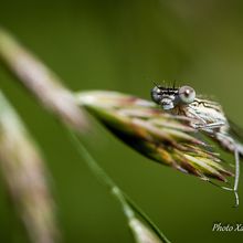 Regard de libellule