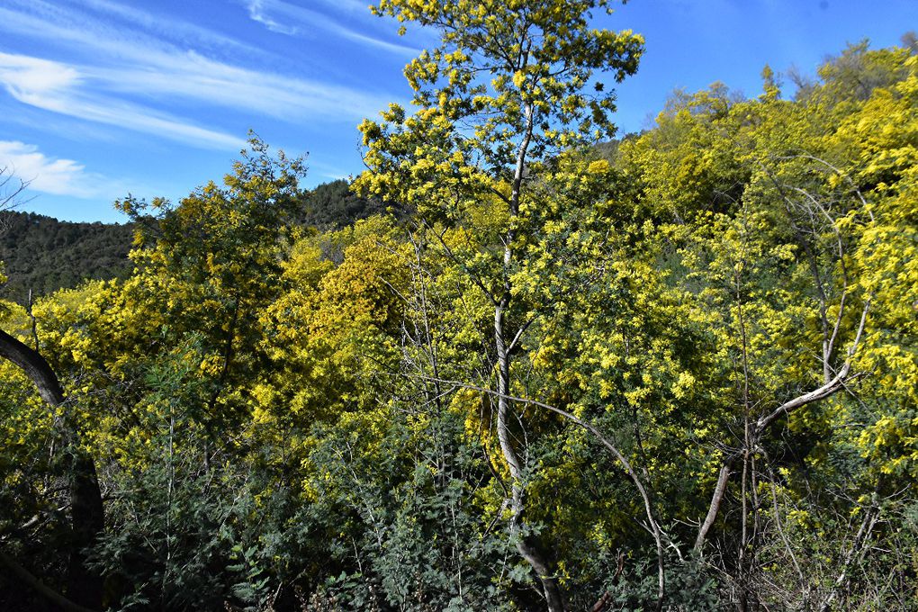 SUR LA ROUTE DU MIMOSA: GRASSE-MANDELIEU