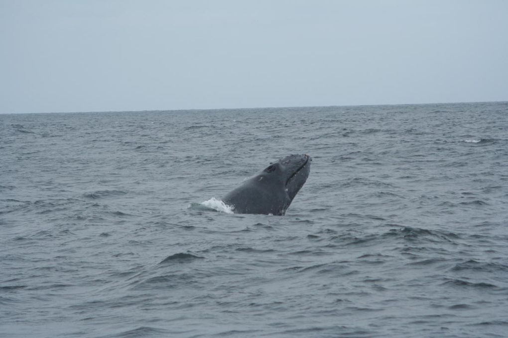 Album - Ecuador