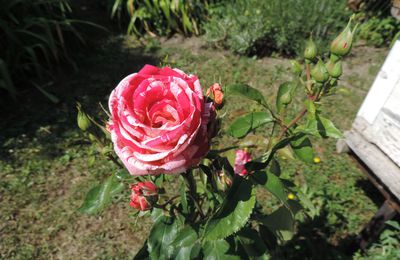 Roses anciennes du Musée de la vigne à Vieille-Brioude (43)