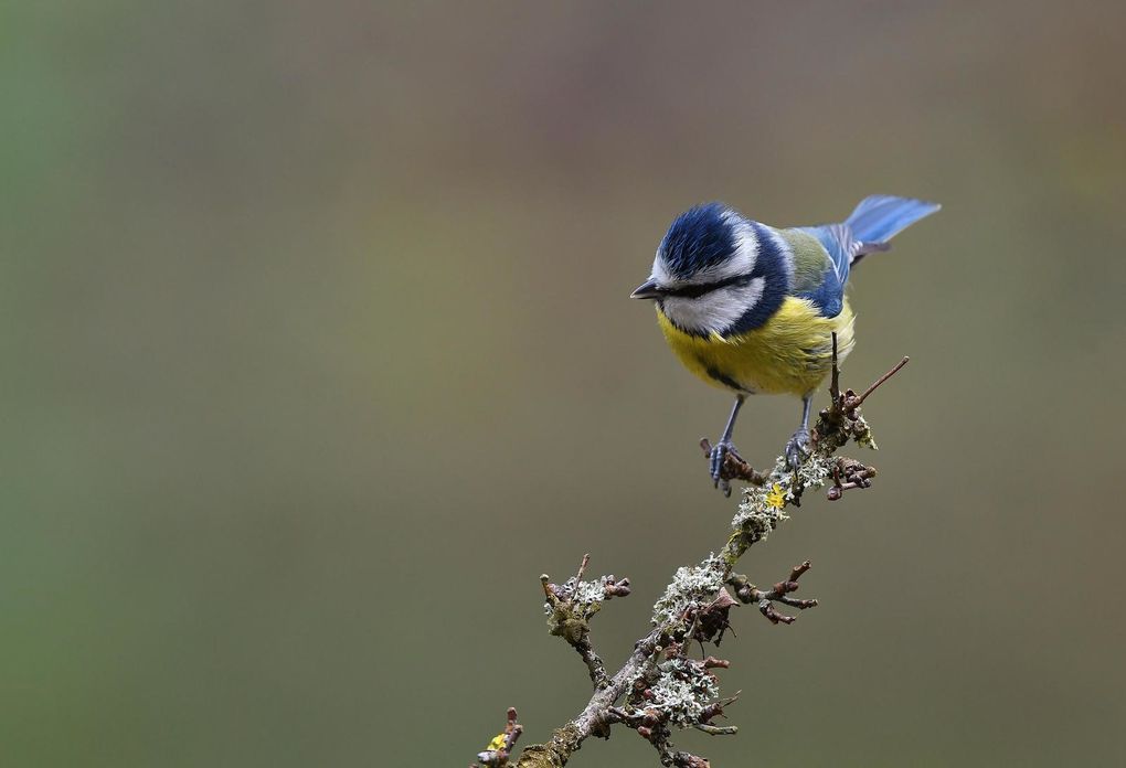 Mésange bleue.