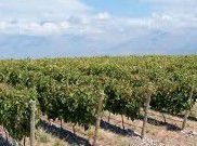 #Malbec Producers Argentina Vineyards