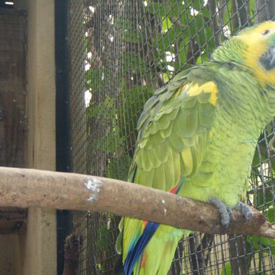 Le Parc des Oiseaux de Foz do Iguazú