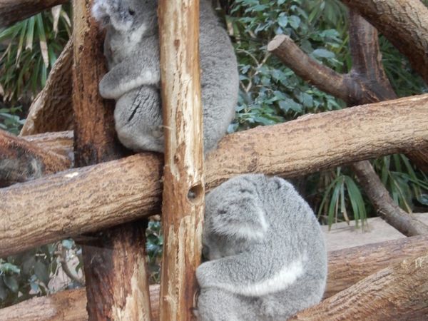 Zoo de Beauval en camping-car (Voyages en camping-car)