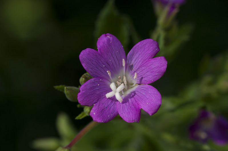 Quelques-unes des 250 fleurs observées en 2010