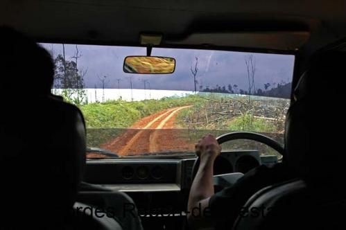 Une série d'image du véritable massacre écologique qui est en cours à Bornéo. Exploitation des bois précieux, du charbon de bois, plantation de palmiers à huile... Un sacré cocktail...!